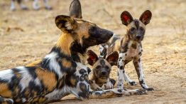 0807_africa