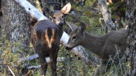 El desarrollo de la pequeña huemul ha sido completamente normal desde su nacimiento y su estado de salud es óptimo