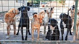 El debate expuso una diferencia clave: los criaderos reproducen animales para su venta, mientras los refugios intentan reducir el abandono mediante el rescate y la prevención.