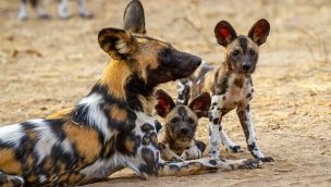 0807_africa