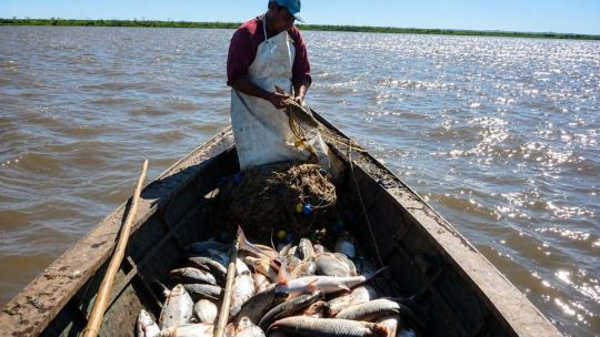 Pesca en el Paraná: fijan un cupo de 650 toneladas y continúan las restricciones