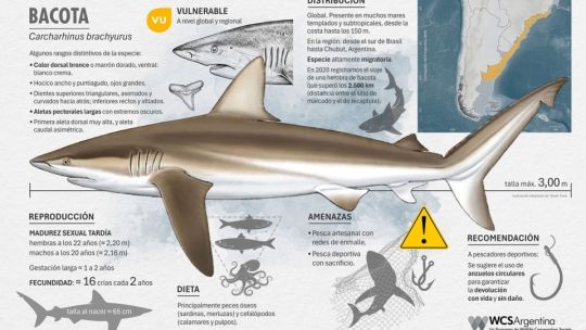 Tiburones: cuáles son las especies en riesgo de extinción que los pescadores pueden proteger