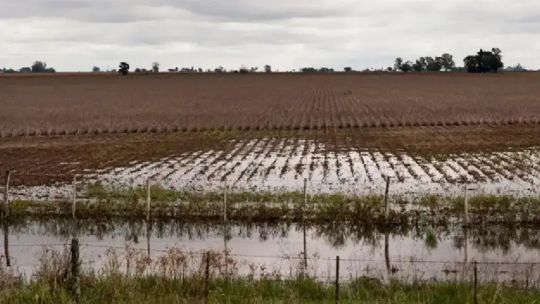 El exceso de lluvias afectó negativamente al agro: "Hay fotos y videos de plantaciones con ruptura de la estructura"