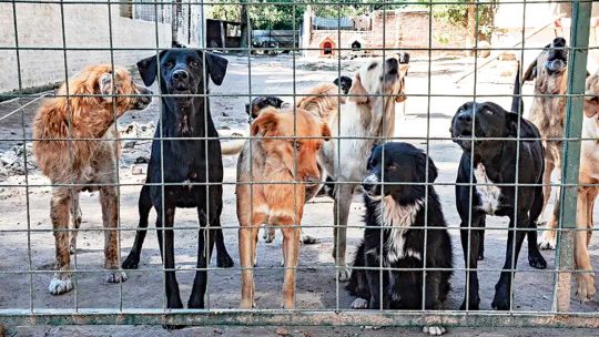 Criaderos en la mira: un debate de perros
