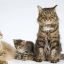 0708_GATOS