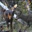 0708_huemul