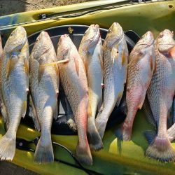El escenario será La Balandra, en Berisso, donde tendrá lugar una nueva edición de la Fiesta de la Corvina Rubia, una propuesta impulsada por el grupo Bacotas Kayak Fishing con el acompañamiento del municipio.