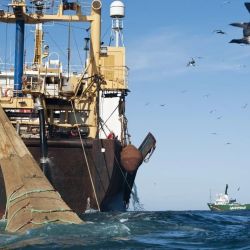 Mile 201: The invisible line where fishing becomes environmental poaching.