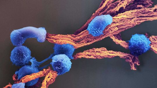Reprogramar la genética del sistema inmune: la apuesta que cambiará el tratamiento del cáncer