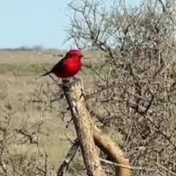 El rol biológico que cumple este espécimen resulta clave para el equilibrio natural de los campos patagónicos
