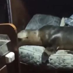 El lobo marino sorprendió a los tripulantes del barco pesquero.