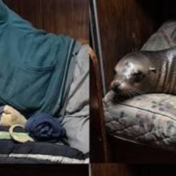 Se acostó en una de las camas utilizadas por los marineros.