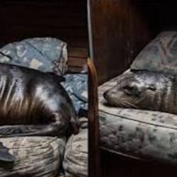 El lobo marino aprovechó para tomarse una larga siesta. 