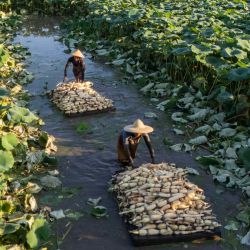Agricultores transportan raíces de loto recién cosechadas en aguas poco profundas en la aldea de Yinjiayuan, en Nantong, provincia de Jiangsu, al este de China. | Foto:CN-STR / AFP
