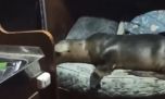 Mirá la siesta que se durmió un lobo marino en un buque pesquero marplatense