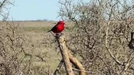 El rol biológico que cumple este espécimen resulta clave para el equilibrio natural de los campos patagónicos