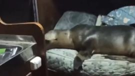 El lobo marino sorprendió a los tripulantes del barco pesquero.