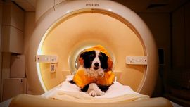 Tu perro puede distinguir cuando estás triste: qué descubrieron los científicos al mirar dentro de su cerebro