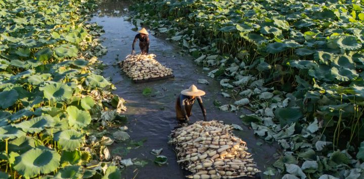 Agricultores transportan raíces de loto recién cosechadas en aguas poco profundas en la aldea de Yinjiayuan, en Nantong, provincia de Jiangsu, al este de China.