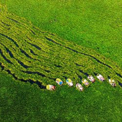 Vista aérea tomada con un dron de agricultores cosechando abrojos acuáticos, en el poblado de Suchen de la ciudad de Taizhou, en la provincia de Jiangsu, en el este de China. | Foto:Xinhua/Tang Dehong