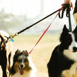 Perros | Foto:CEDOC