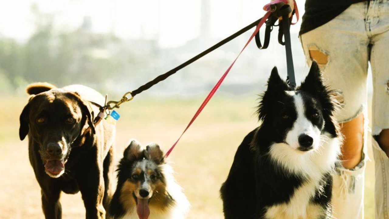 Perros | Foto:CEDOC
