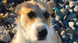 Chubut - Perro perejil