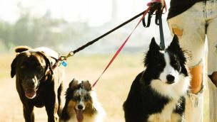Perros