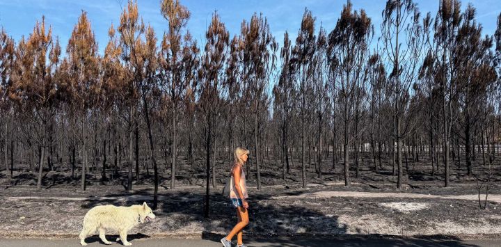 Una mujer pasea junto a su perro frente a un bosque parcialmente quemado tras un incendio forestal en Andernos-les-Bains, después de que la ciudad reabriera sus puertas a los residentes. Andernos-les-Bains, en el suroeste de Francia, se encuentra en la cuenca de Arcachon, recuperando así su vitalidad. Tras ser evacuados durante el devastador incendio de la Gironda, los negocios locales están reabriendo gradualmente.