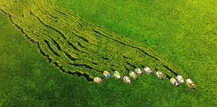 Vista aérea tomada con un dron de agricultores cosechando abrojos acuáticos, en el poblado de Suchen de la ciudad de Taizhou, en la provincia de Jiangsu, en el este de China.