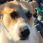 “Perejil es inocente”: Un perro mató a una nena de 5 años en una playa de Chubut y piden investigar quién fue