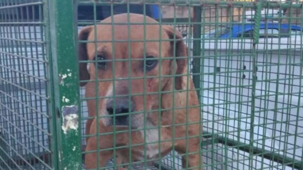 “Si un animal se convierte en un riesgo, pasa a ser un problema de salud pública”: qué sucederá con el perro que mató a Salvador