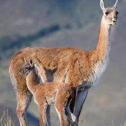 Este nacimiento representa un hito para el proyecto de reintroducción del guanaco en el parque nacional