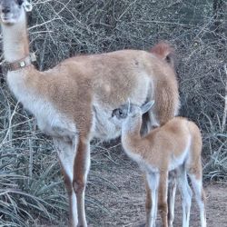 Su llegada representa uno de los avances más importantes de una iniciativa que busca recuperar una población estable de guanacos en el Chaco Seco argentino