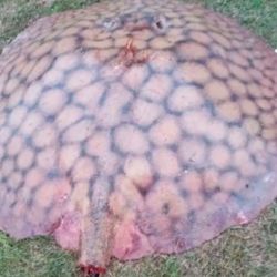 La captura registrada frente a Santa Elena vuelve a poner en primer plano la extraordinaria biodiversidad del río Paraná, un ecosistema donde conviven numerosas especies y en el que todavía pueden encontrarse ejemplares capaces de sorprender incluso a pescadores experimentados.
