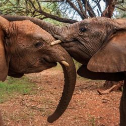 Elefantes son vistos en el Vivero de la Fundación Sheldrick para la Vida Silvestre de Nairobi, en Nairobi, Kenia. En los últimos años, medidas más estrictas contra la caza furtiva, la protección del hábitat, la cooperación internacional y una mayor participación comunitaria han contribuido a mejorar la conservación de los elefantes en algunas zonas de África. | Foto:Xinhua/Xie Jianfei