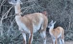 Te presentamos a Tusquita, la primera guanaca nacida en libertad en El Impenetrable en más de un siglo