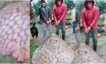 El gigante que escondía el Paraná: pescaron una raya de casi 100 kilos