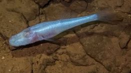 Demogorgon Ichthys arcanus - Pez cavernícola demonio