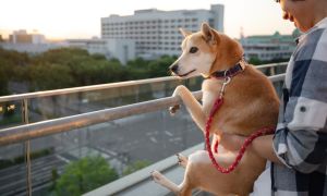 Departamentos aptos para mascotas en CABA