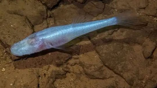 Descubrieron un "pez demonio" debajo del Área 51 de Alabama