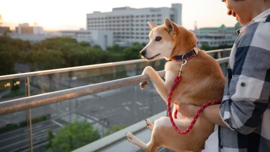 En CABA, las viviendas aptas para mascotas son más buscadas que las que tienen pileta y otros amenities