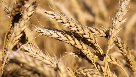 Ante el recrudecimiento en los ataques de Ucrania y Rusia, “estamos viendo un repunte del precio del trigo”