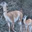 1308_guanaco