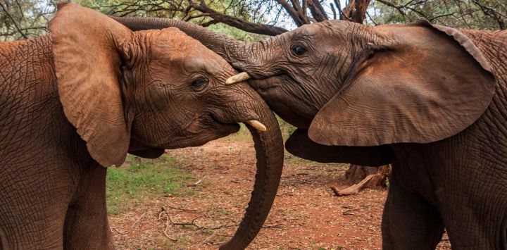 Elefantes son vistos en el Vivero de la Fundación Sheldrick para la Vida Silvestre de Nairobi, en Nairobi, Kenia. En los últimos años, medidas más estrictas contra la caza furtiva, la protección del hábitat, la cooperación internacional y una mayor participación comunitaria han contribuido a mejorar la conservación de los elefantes en algunas zonas de África.