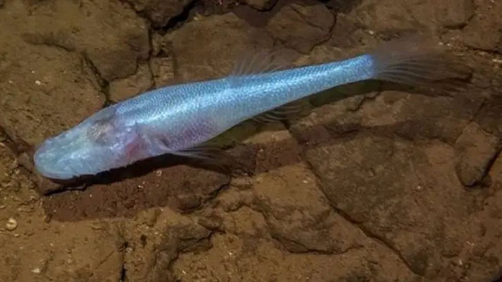 Demogorgon Ichthys arcanus - Pez cavernícola demonio