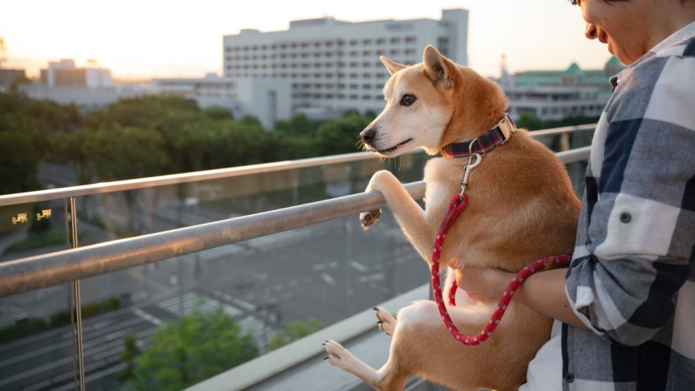 Departamentos aptos para mascotas en CABA