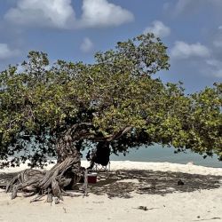 Aruba: un compendio de actividades de aventura que se equiparan con las de relax.