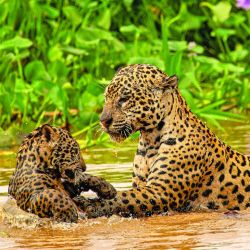 Viajamos a las profundidades del Pantanal de Mato Grosso para lograr un encuentro cercano con el mayor felino americano. 