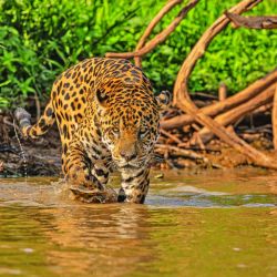 Viajamos a las profundidades del Pantanal de Mato Grosso para lograr un encuentro cercano con el mayor felino americano. 
